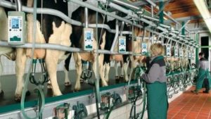 Должностная инструкция оператора животноводческого комплекса (механизированной фермы), занятого на обслуживании крупного рогатого скота (скотника), 5-го разряда